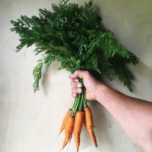 carrots scaled Carrots
