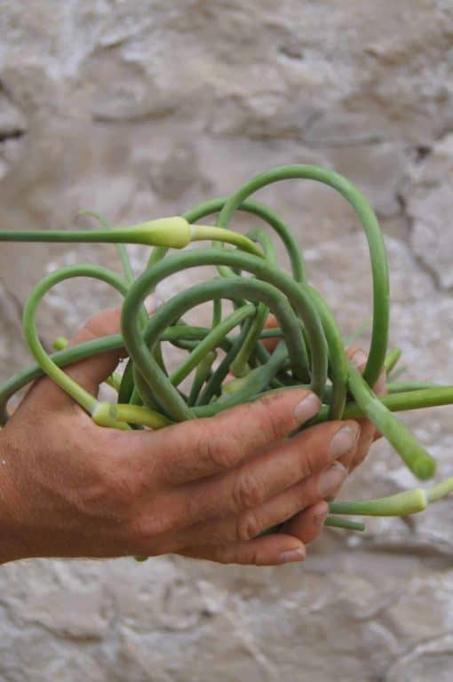 garlic scapes scaled Scapes