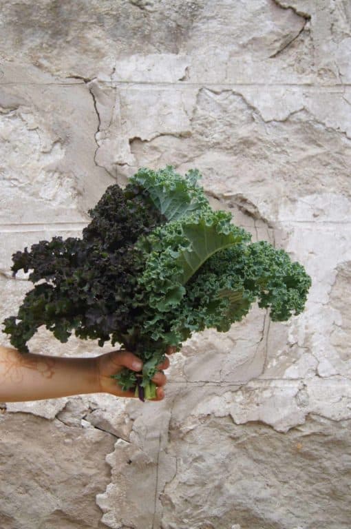 kale scaled Kale