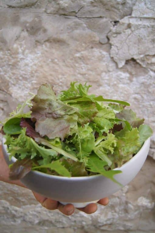salad mix scaled Salad Mix