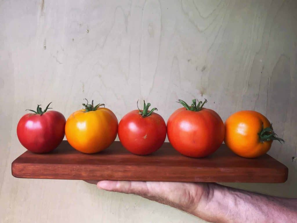 tomato varieties scaled Vegetables
