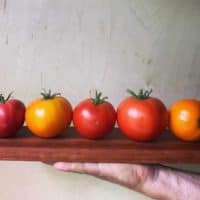 Tomatoes Slicing